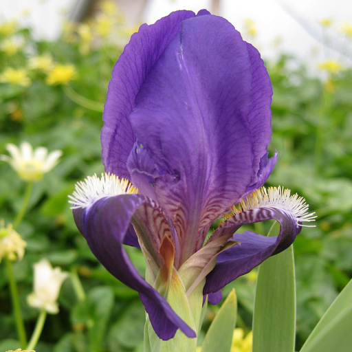 Iris subbiflora